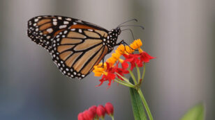 Climate Change and Invasive Milkweed Could Make Toxic Cocktail for Monarchs, Study Finds