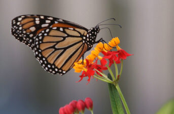 Climate Change and Invasive Milkweed Could Make Toxic Cocktail for Monarchs, Study Finds