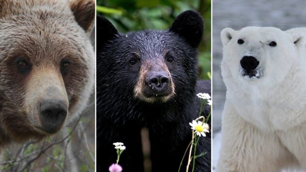 New Bear on the Block: Grizzlies Spotted in Black and Polar Bear Habitats