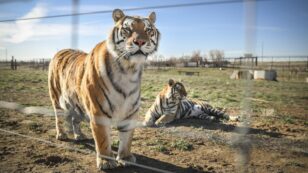 House Passes Big Cat Public Safety Act to Prevent the Next ‘Tiger King’