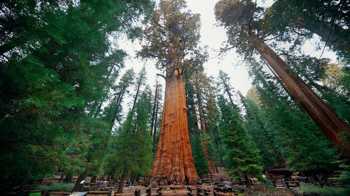 The General Sherman Tree in Sequoia National Park.