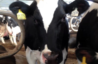 The FDA Should Protect Consumers, Not a Dying Dairy Industry