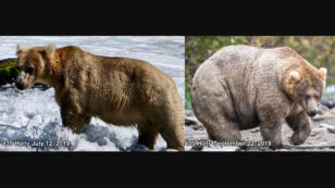 Meet the Winner of Katmai National Park’s Fat Bear Week 2019