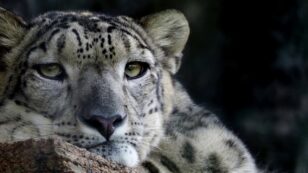 Threatened Big Cats in the Spotlight for World Wildlife Day