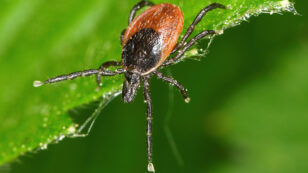 Lyme Disease Symptoms Could Be Mistaken for COVID-19, With Serious Consequences
