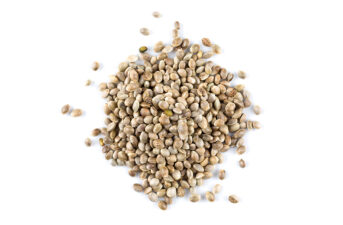The Nation’s First Hemp Seed Bank Will Be in New York