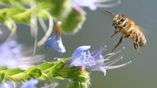 UK Allows Emergency Use of Bee-Killing Pesticide