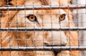 South Africa Announced Plans to End Controversial Captive Lion Breeding Industry