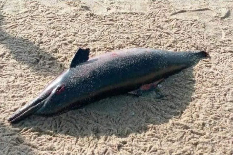 A striped dolphin found washed ashore.
