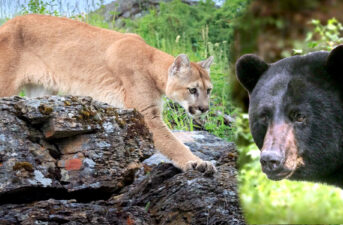 Colorado to Kill 45 Mountain Lions and 75 Black Bears so Hunters Have Mule Deer to Hunt