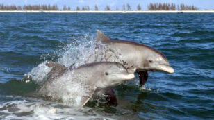 Everglades Dolphins Have Highest Level of Mercury Ever