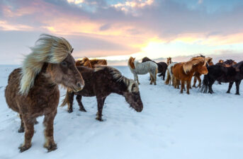 Horses Might Stop the Permafrost From Melting