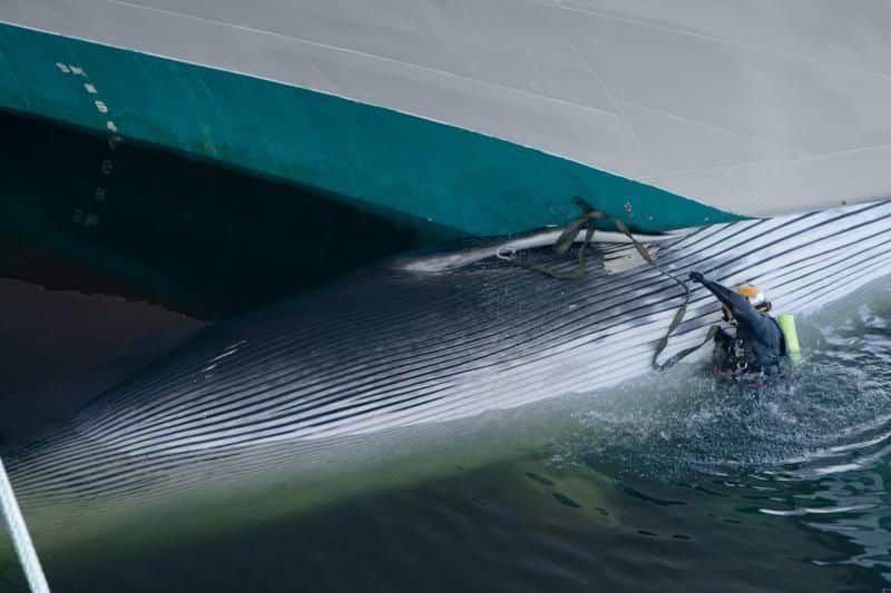 A diver removes a dead fin whale caught on the bow of a cruise ship.
