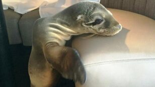 Starving Sea Lion Takes Refuge at Upscale San Diego Restaurant