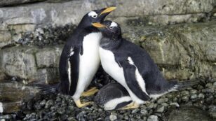 2 Penguin Moms Welcome a Baby in First for Spanish Aquarium