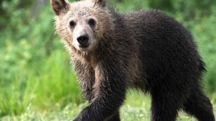 Cub of Beloved Grizzly Killed by Car as FWS Plans to Delist Yellowstone Bear