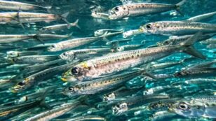 Sardine Population Down 95% Since 2006, Fishery Shut Down for Third Consecutive Year
