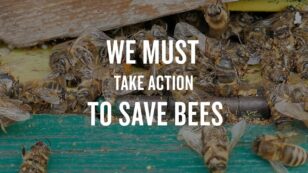 Without Bees, the Foods We Love Will Be Lost