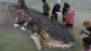 13 Pounds of Plastic Found in Dead Sperm Whale