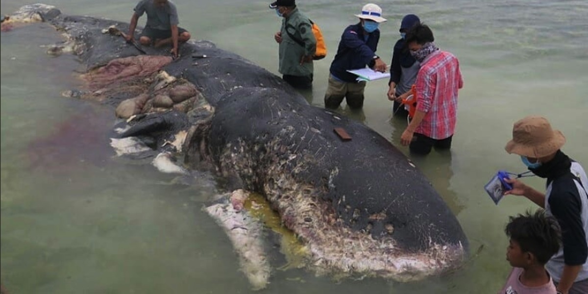 13 Pounds of Plastic Found in Dead Sperm Whale - EcoWatch