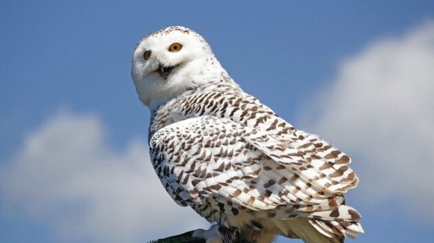 The Unsettling Reason Why We’re Seeing More Snowy Owls