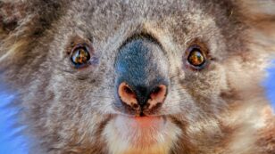 Koalas Found ‘Massacred’ at Logging Site