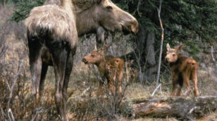 North American Moose Struggling for Survival