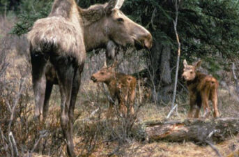 North American Moose Struggling for Survival