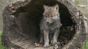 Nearly One Third of Wisconsin’s Gray Wolves Killed in Legal Hunt, New Study Finds