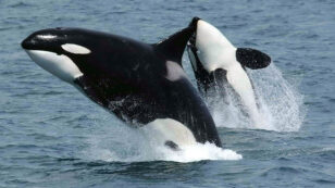 Half the World’s Killer Whale Populations at Risk From Toxic Chemicals