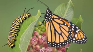 New Clues Help Monarch Butterfly Conservation Efforts