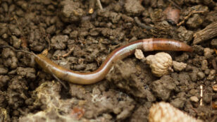 The Crazy Snake Worm Invasion You Haven’t Heard About