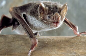 Vampire Bats Socially Distance When They Feel Sick