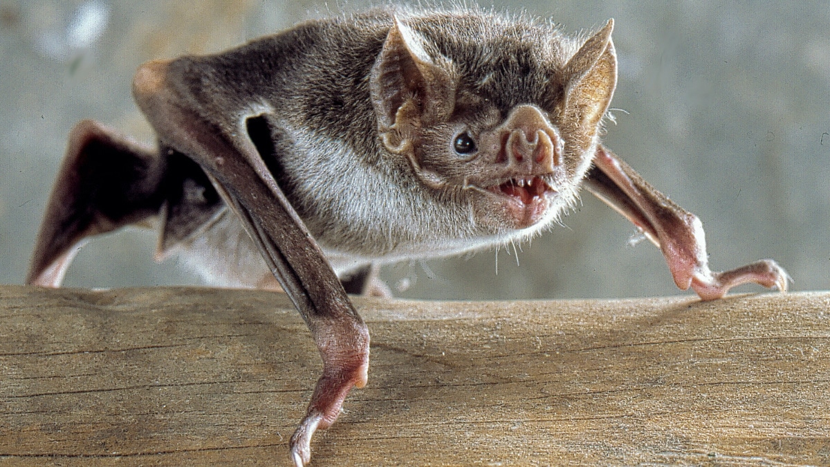 Vampire Bats Socially Distance When They Feel Sick