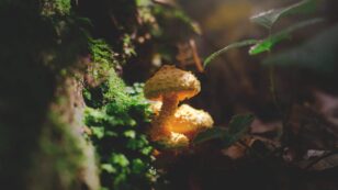 Mushrooms: 4 Uses That Benefit the Environment