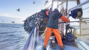 UK Considers Banning Bottom-Trawlers in Marine Protected Areas