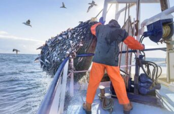 UK Considers Banning Bottom-Trawlers in Marine Protected Areas