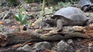 Scientists Believed This Giant Tortoise Was Vegetarian, Then Filmed It Hunting a Tern Chick