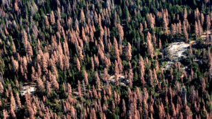 102 Million Trees Have Died in California’s Drought