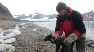 Arctic Fox’s Record-Breaking Journey Might Not Have Been Possible Without Sea Ice