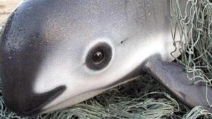 Mexican Government Stands in Solidarity With Sea Shepherd to Save Nearly Extinct Vaquita