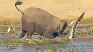 Mother Elephant Tramples Crocodile to Death to Protect Her Young