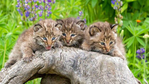 Concerned Ohioans Unite Against Bobcat Trapping Plan