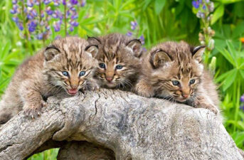 Concerned Ohioans Unite Against Bobcat Trapping Plan