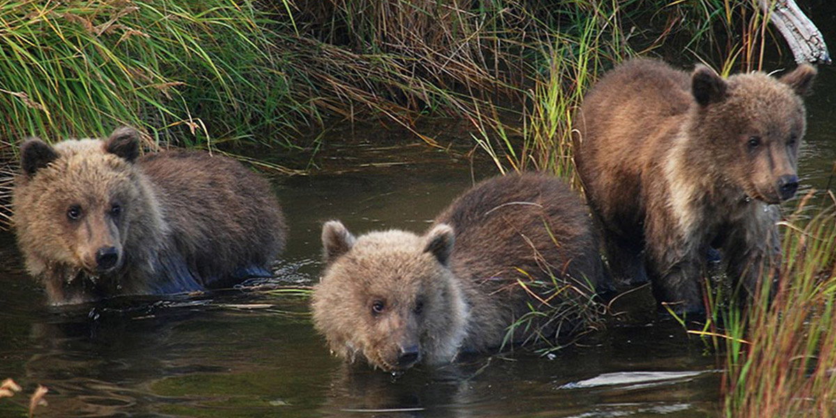 Trump Admin. Wants to Reinstate ‘Cruel’ Hunting Tactics in Alaska, Conservation Groups Say