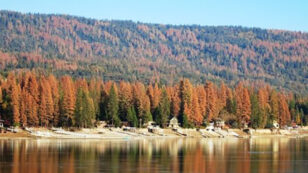 Drought Kills 66 Million Trees in California, Increasing Risk of Catastrophic Wildfires