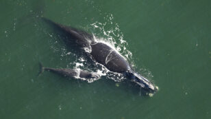 Sixth North Atlantic Right Whale Found Dead Prompts Concern From Researchers