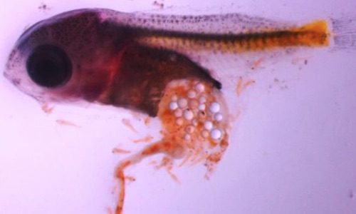 Microplastics Are Killing Baby Fish, New Study Finds