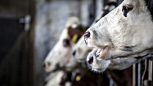 ‘Antibiotic Apocalypse’ as Livestock Is Force-Fed 80% of Prescribed Antibiotics Worldwide