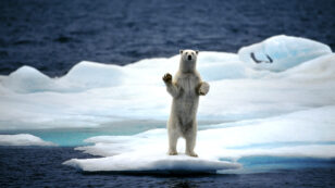 Polar Bears Could Be Nearly Gone by 2100, Study Finds
